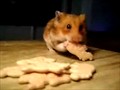 Hungry Hamster