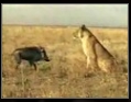 Lion vs Pig